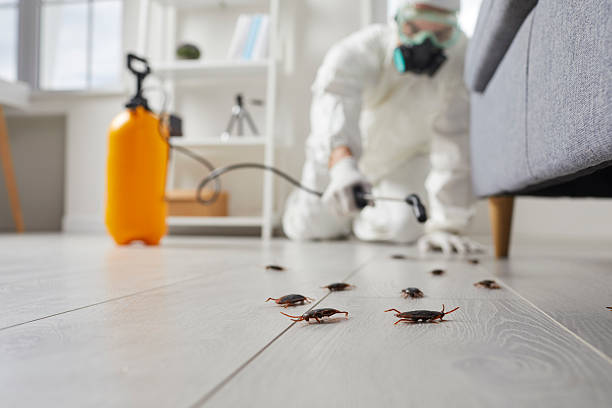 Commercial Rodent Management in Citrus Park